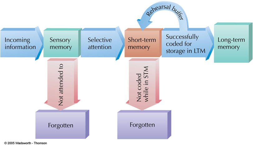 memory encoding storage retrieval