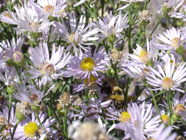 Flower and Bee