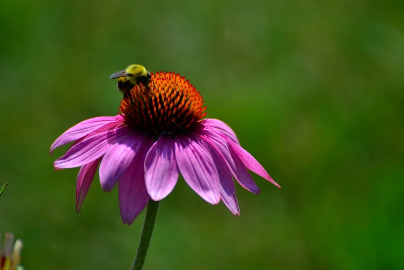 Bee on flower