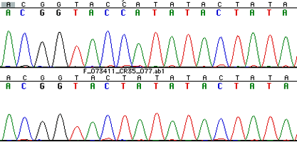 Sequence chromatogram