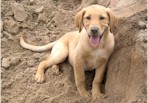 Charlie (Kaija's dog) LOVES our sand pit!