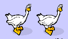 Image of two geese.