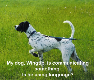 Wingtip the dog pointing