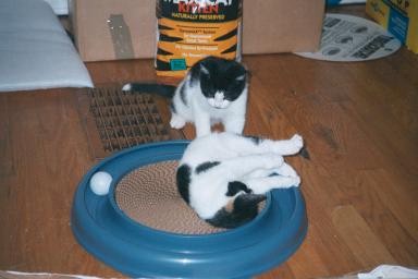 Two kittens playing with a ring toy