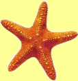 Starfish illustrates rotation symmetry.