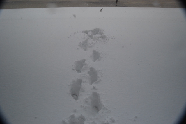 DSC_0252.JPG