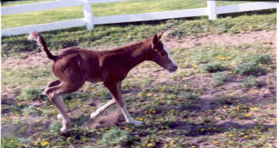 Baby Whiskey about 12 May 2001 running.jpg (69605 bytes)