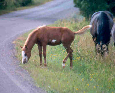 Wild_horses.jpg (15690 bytes)